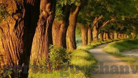 丝瓜视频成人app下载安装-丝瓜视频，解锁生活新视角的智能选择